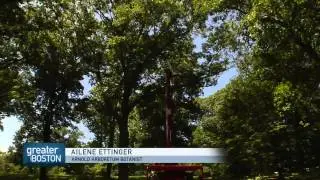 Greater Boston Video: How Climate Change Is Taking A Toll On Urban Trees