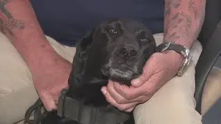 Gun-sniffing dogs deployed at DPS in new push for student safety