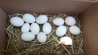 FOLLUKLARDAN İSPENÇ YUMURTASI TOPLADIM!!!