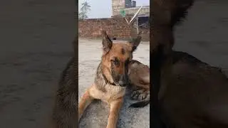 #germanshepherd#gsds#shortvideos#germanshepheard#viralvideos#funny#shorts #viral #comedy #trending