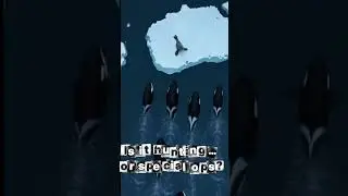 Orcas Create a Wave to Knock a Seal Off Ice! | Wild Cam  #wildlife  #hunting  #shorts #animalfacts