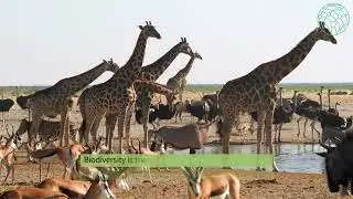Interconnectedness of Life: Understanding Ecosystems