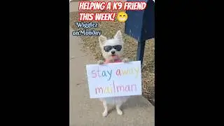 🤣Good job Wigglez! #morkie #rescue #doglovers #fun #shorts #pets #mailman #mail #deliverylife