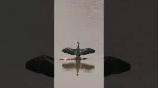 POV: When Nature posses for You 🦅 #travel #photography #birds #nature