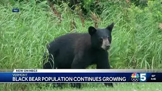 Vermont biologists seek to understand rise in black bear population statewide