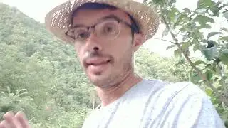 Raccolta Farro varietà Spelta e varie lavorazioni. 🌾🌾
