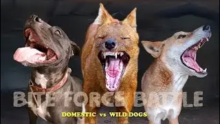 Bite Force Battle: Domestic vs Wild Dogs - Who Has the Strongest PSI Bite Force?