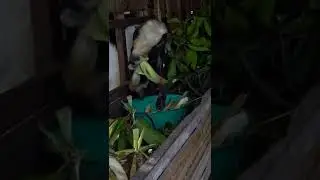 pakan murah klobot jagung atau kulit jagung | kambing etawa