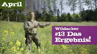Wildacker #13 Das Ergebnis! | April | Ein Jagdjahr durchs Jagdrevier
