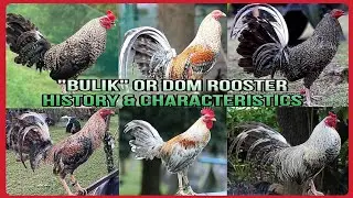 😮HISTORY AND FIGHTING STYLE OF DOM ROOSTER/ IN PHILIPPINES CALLED 