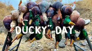 Windy Day Public Land MALLARDS | 