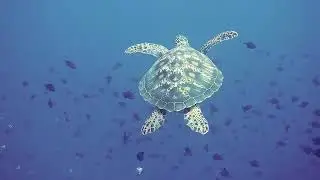 Most dangerous animal in the world | Sea bottom view| beautiful
