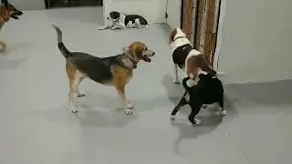 ADULT DOG CORRECTS PUPPY