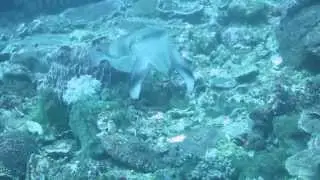 Cuttlefish trying to hypnotize its prey. Video by Branko Milovanovic.