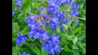 АНХУЗА,  или  ВОЛОВИК  /ANCHUSA( растения/plants)( HD slide show)!