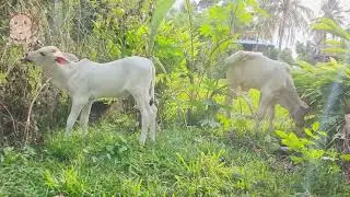 Animals Videos - Baby cow eating grass with friend Compilation #001 [Animals King]