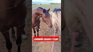 Garanh&atilde;o baxero de pega de boi no mato e &eacute;gua pra cruza baxeira tamb&eacute;m!🐎🐎🏡❤️🏇🥰🫶