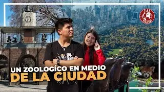 ASÍ ES EL ZOOLÓGICO DE MADAGASCAR EN NUEVA YORK || Imperdibles de Central Park || Nueva York