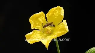 Hoverfly Pollinating a Bright Yellow Luffa Flower