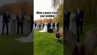 Bride vs. Goose &mdash; You Won&rsquo;t Believe This! #shorts #wedding #wildlife #goosevsbride #animals