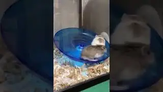 Останется только один