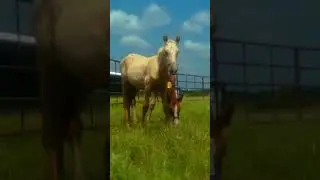 Happy for freedom #rescuehorse #horse #equestrian #help #farmlife #rescue #farm