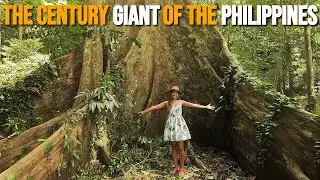 The Century Giant of the Philippines - Cacaoyan Forest Park (Cinematic) | Ο αιωνόβιος γίγαντας