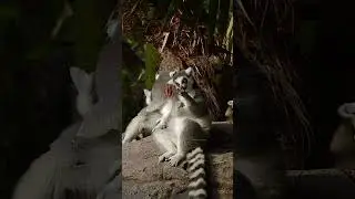Ringtail Lemurs Sunbathing #nature #wildlife #ringtail #lemur #wonder #beautiful #life #cute HA20571