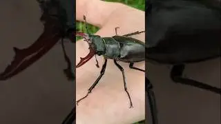 #world's most expensive insect#of 75 lakh#insects#most rare@PetsSwag@MrBeast@tseries