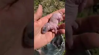 HELP We Found Baby Animals what do we do??