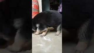 German Shepard puppy 28 days.... cute puppy...