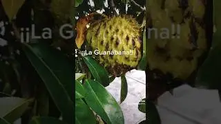 ¡¡La Guanábana, Fruto Maravilloso!!