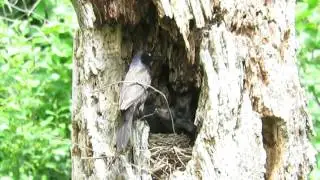 Common Grackle and Chicks, 6/9/16, Framingham