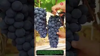 Shiny Black Jewel Grapes on the Vine 🍇🌟#satisfying #fruit