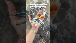 Ever see a knobless fighting conch?🐚Found all these treasures on a recent shelling tour!
