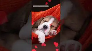 Relaxing Dog Music - Super Effective Piano Lullaby For Labradors #shorts