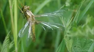 Libellula depressa - Platbuik
