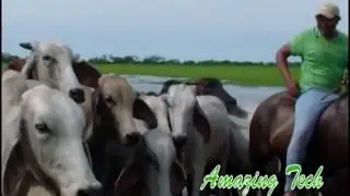 Awesome Intelligent Technology Smart Modern Farming Cow Transport 2018