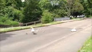 Swan's weekend  and local traffic jam. Sanquhar road-Forres-Scotland-2013