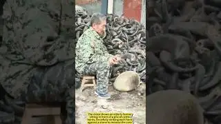 Extracting Horn Cores &mdash; The First Step to Making Traditional Horn Combs.