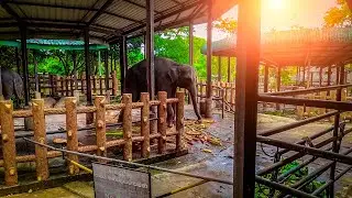 ആനകളുടെ അനാഥാലയം Unbelievable moments Wildlife Asian wild elephants Pinnawala Orphanage in Sri Lanka