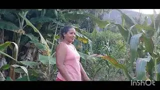 colhendo milho 🌽🌽 da nossa Rocinha!!!