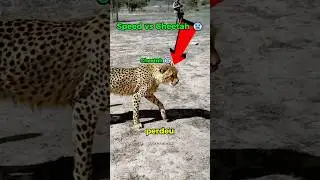 ele correu contra um Tigre  (Speed)🥶