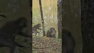 Dusky leaf monkey