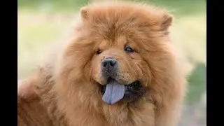 Did You Know Only 4 Dog Breeds Have BLUE TONGUES?  Awesome Stuff 365