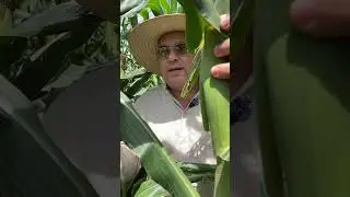 NUTRI&Ccedil;&Atilde;O FOLIAR FINAL DE CICLO