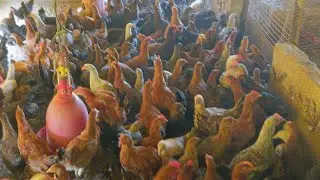  Indian village Poultry farm 