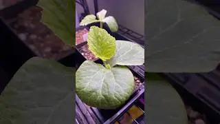 Pumpkin Seedlings - Day 9 The First True Leaves 🌱