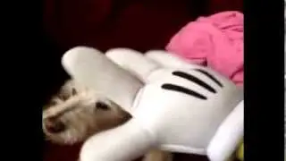 Do you like squeaky toys?