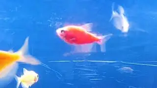 🔴LIVE ikan hias bag 101 #trending #fyp #indonesia #ikan